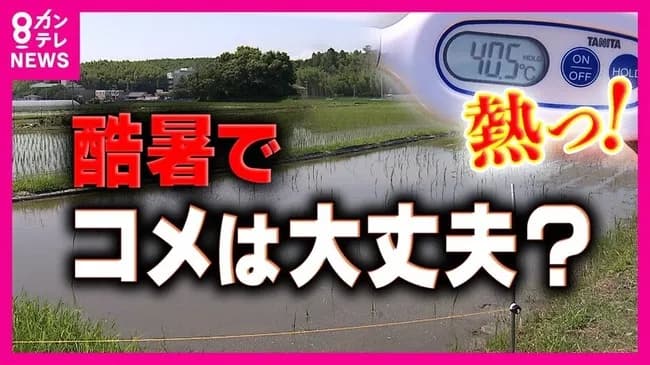 【悲報】米農家「6月から暑すぎて稲が死んでるわ」