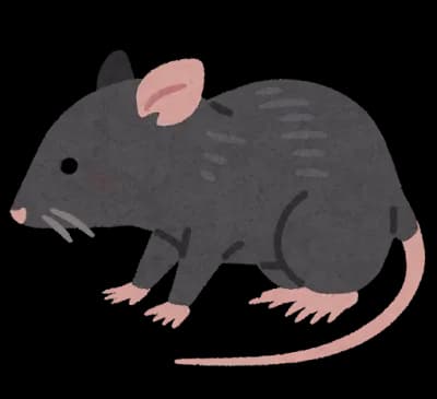 【悲報】粘着シートにかかったネズミ、もう助からない