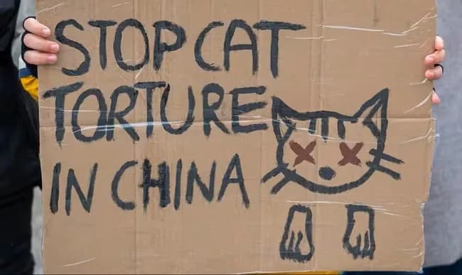 中国の猫虐殺グループの存在をBBCが報道。リーダーは東京在住