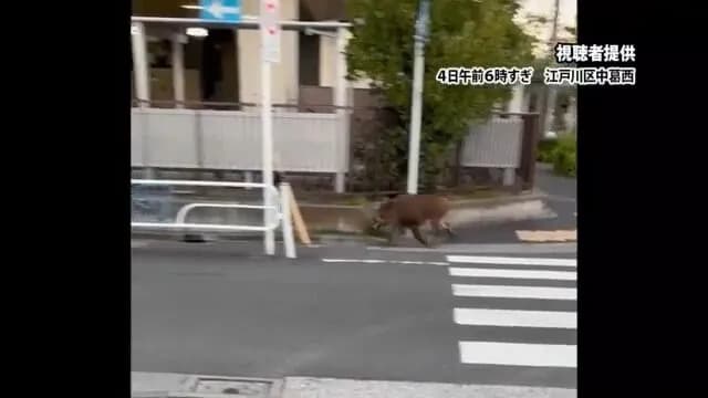 【悲報】東京、東側からイノシシが襲来　クマサンと東西から挟み撃ちの状況に