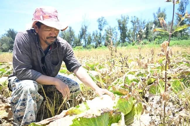 キャベツ10000玉を廃棄　沖縄の農家
