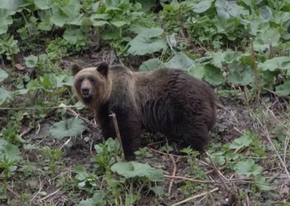 【疑問】「クマと共存」←これができない理由・・・・・・