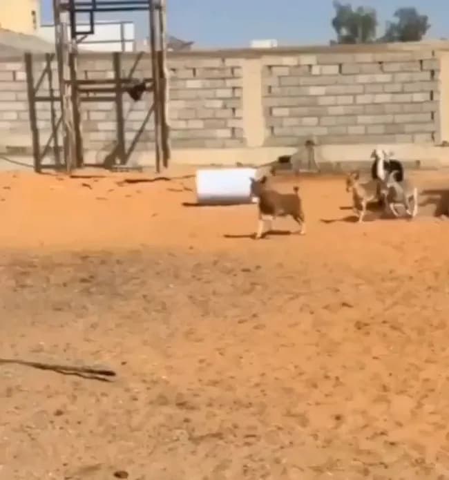 自分をヤギだと思ってた羊が真実に気付く瞬間ＷＷＷＷＷＷＷＷＷＷＷＷＷＷＷＷＷＷＷＷＷＷＷＷＷ