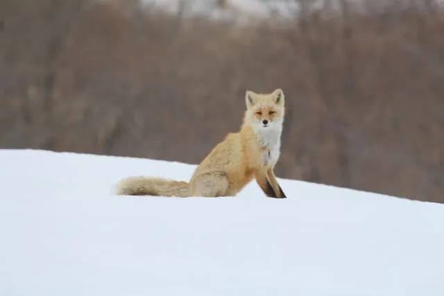 きつねとかいう愛らしさに全振りしてるのに愛玩されない謎の動物