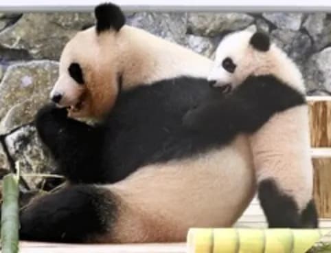 【悲報】和歌山のパンダ全４頭、中国返還へｗｗｗｗｗｗｗｗｗ