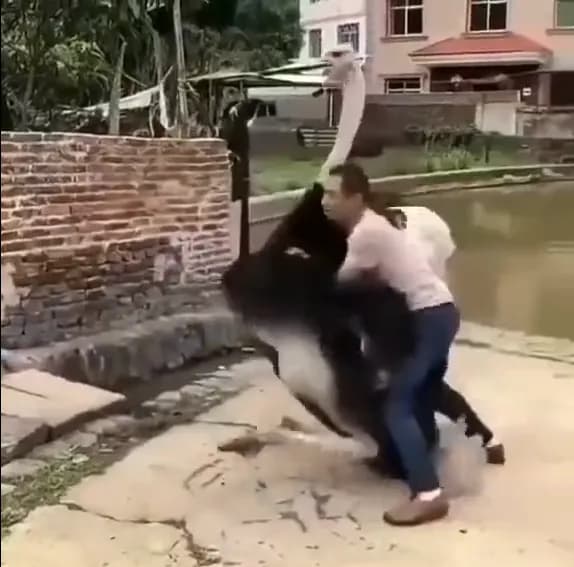 【動画】ヒトカス、ダチョウに敗北ｗｗｗwｗｗｗｗｗ