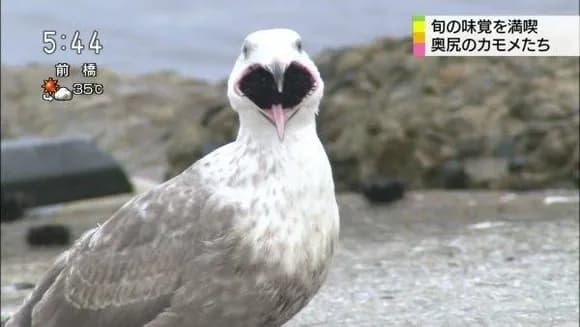 【動画】カモメさん、ウサギさんを丸呑みｗｗｗｗｗｗｗｗ