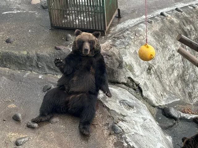 ヒグマ(大人)vsホームセンターで1万円分武器買ったお前