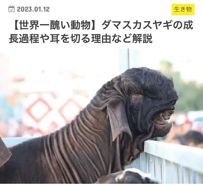 【悲報】ドバイのヤギ、お前らが想像してるのと違う🐐
