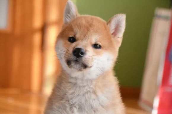 【悲報】柴犬とかいう狂犬ｗｗｗｗｗｗｗｗｗｗｗｗｗｗｗｗ