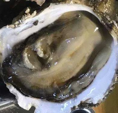 【速報】野獣先輩、焼き鳥屋だった