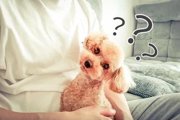 【画像】中学生の正答率38％「アレクサンドラ構文」、お前らも答えられない模様ｗｗｗｗｗ