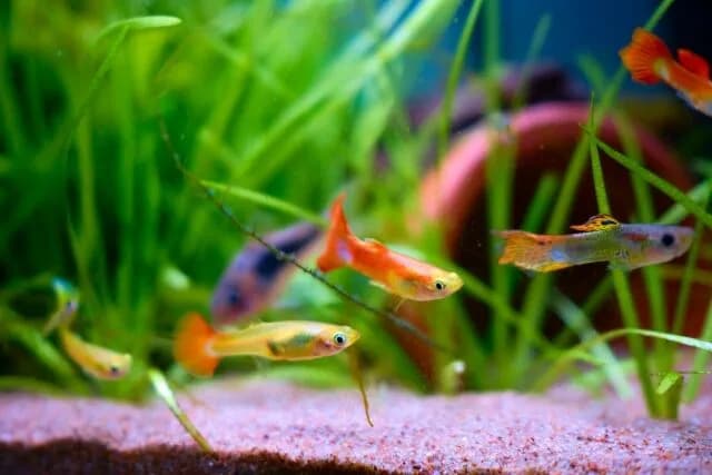 アクアリウム(見てて癒やされます、お金そんなにかかりません)←この趣味