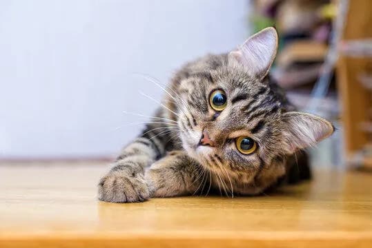 【悲報】ワイ「猫飼いたい」パッパ「お前の5畳から一歩も出すな」 ←これもう猫虐待やろ・・・・・