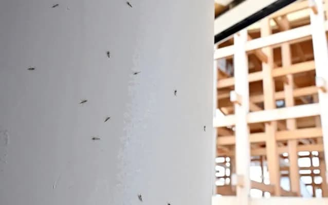 【動画】大阪万博の羽虫、ついに人を襲い始め阿鼻叫喚の地獄絵図へｗｗｗｗｗｗ