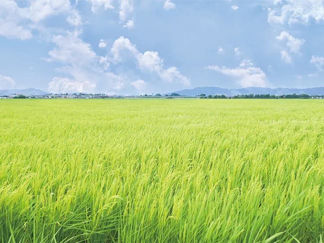 【悲報】農家、米の大幅値下げにブチ切れ「4000円が適切」「相場見て多く作ったのに」「赤字になる」