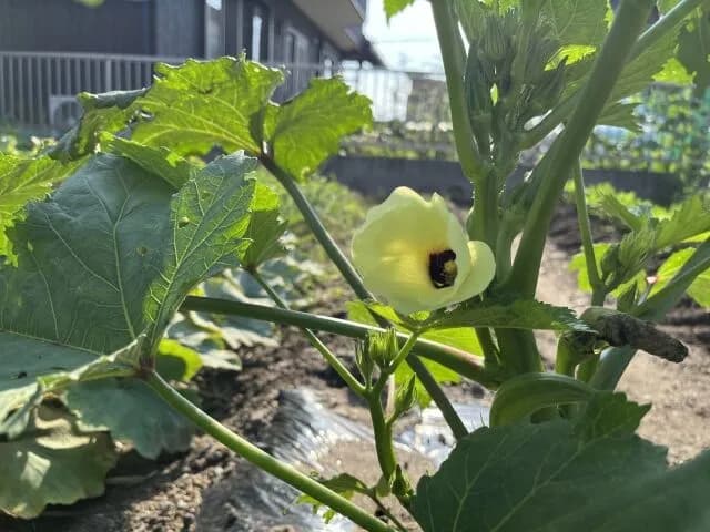 家庭菜園とかいう最強の趣味ｗｗｗｗｗｗｗｗｗｗ