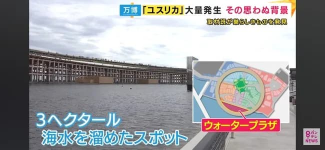 【悲報】万博会場、ユスリカの繁殖にあまりにも適しすぎていた……