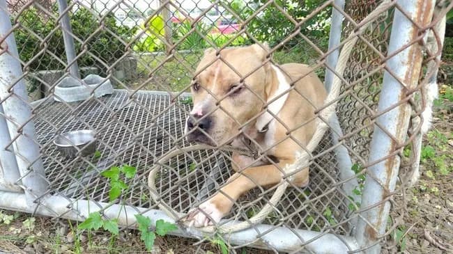 【悲報】体長1メートルのピットブルが住宅地を徘徊　深夜に民家の飼い犬を襲いかみ殺す　住人は無事