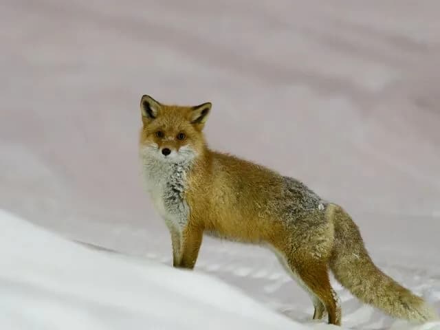 ワイ「キツネって可愛いなぁ」敵「エキノコックス！エキノコックス！」