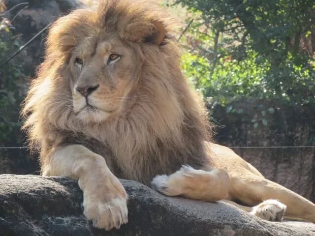 ライオンって全然最強じゃ無いのになんで百獣の王名乗ってんの？