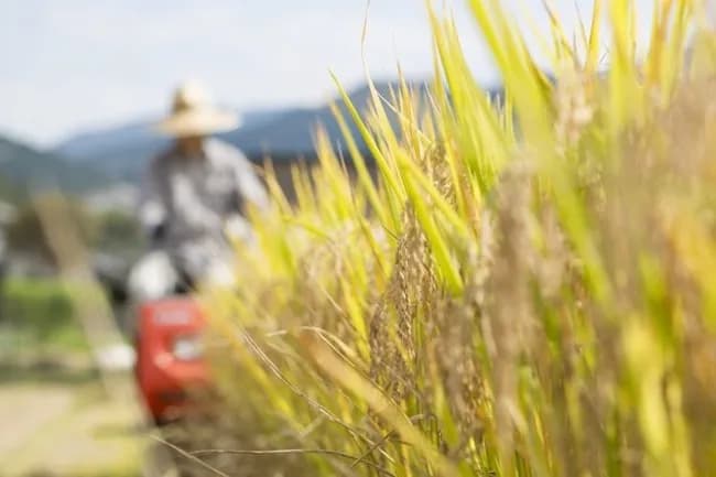 出荷先を商社に乗り換えたら100万円超の「違約金」を請求された…「JAとの契約はリスクになる」コメ農家の静かな怒り