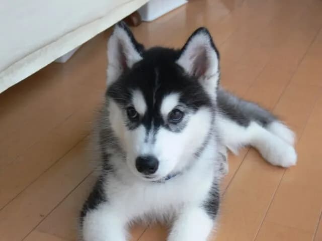 ハスキー犬、よく噛んで食べるから大きくなる模様