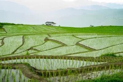 【画像】田んぼ、暑すぎて地獄絵図と化してしまう・・・・・・・・・・・・・・