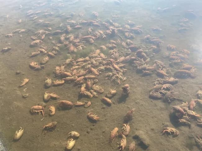 【画像】X民「田んぼの中がお風呂の水と同じくらい熱く、ザリガニが大量に茹で上がってた」