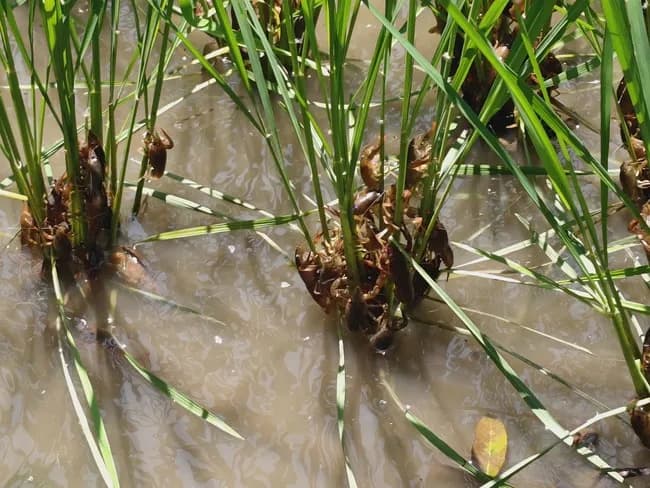 【画像】田んぼで茹で上がるザリガニ、ガチのマジでキモすぎる