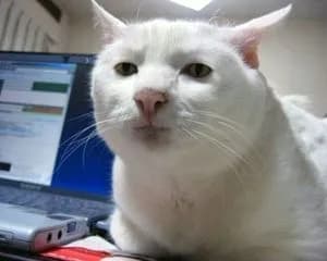 【朗報】淫夢語録で猫を愛でることが出来ることが判明！