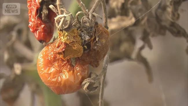 【悲報】トマト「暑すぎンだわ」→600kg全滅ｗｗｗｗｗｗ