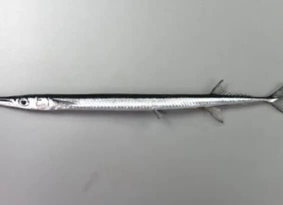 【画像】「ダツ」とかいう魚、めちゃくちゃ鋭いお前らの想像の1.25倍鋭いｗｗｗｗｗｗｗ