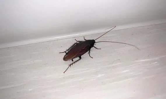 【悲報】冷蔵庫の中にゴキブリが逃げ込んだかもｗｗｗｗｗｗｗｗｗｗｗｗｗｗｗｗ