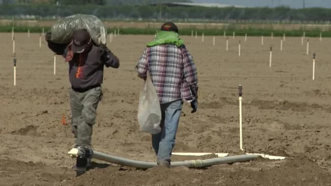 【悲報】アメリカの農家、移民がいなくなったので人不足で収穫できず野菜や果物が腐るｗｗｗ