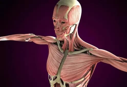 【急募】神様の人間設計で1番の失敗は何だと思う？ｗｗｗｗｗｗｗｗｗｗｗｗｗｗｗｗ