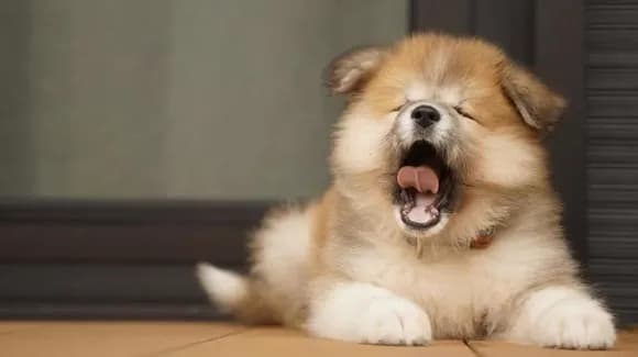 【朗報】犬「涼しい部屋で遊んで寝れます。食事とおやつは毎日出てきます。散歩もできます」←これｗｗｗｗｗｗｗｗｗｗｗｗｗｗｗｗ