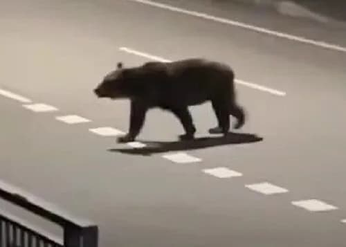 『クマ殺すな！どこで判断したんだ？』新聞配達員が食い殺された福島町に抗議電話相次ぐ