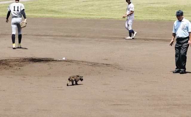 高校野球の試合中にハクビシンが乱入　試合が一時中断