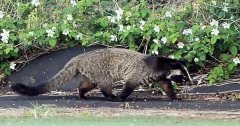高校野球にタヌキが乱入