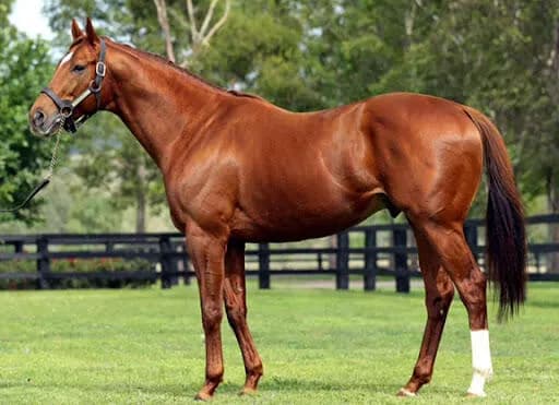 【朗報】「あの馬がいなければ今の競馬はない」←満場一致でコイツｗｗｗｗｗ