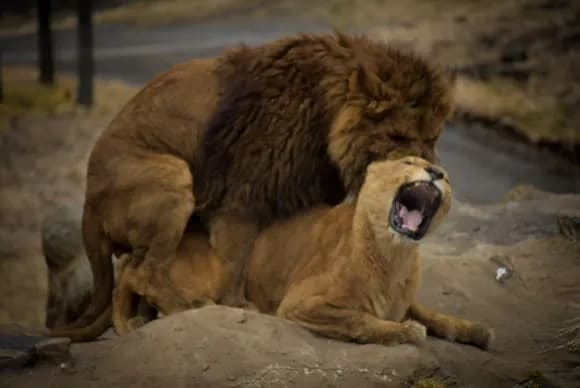 【疑問】強者しか『そういうこと』できないのは、どの生き物も同じだよな?