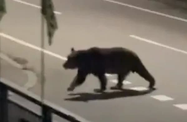 北海道へのクレーム電話「人間が駆除されるべき」←これ