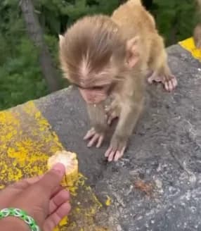 【動画】外人「猿に餌あげよw」赤ちゃん猿「うわあああ(崖から落ちる)・・・・」
