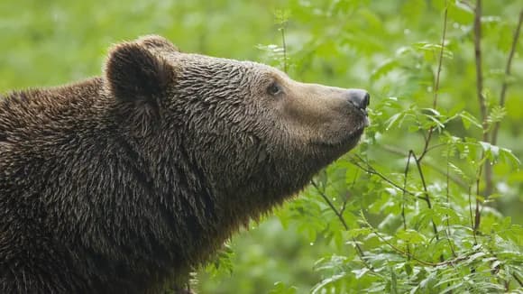 【衝撃映像】熊、普通に道路で鹿を襲う →カメラが捉えた地獄絵図がこちら・・・・・