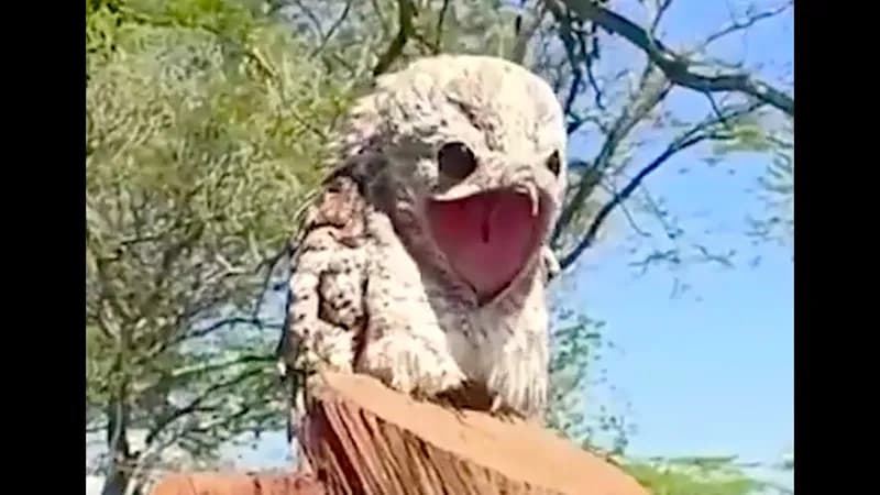 【画像】こんな生物がマジで地球上にいるのかよ