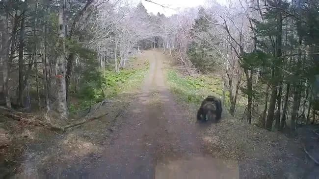 【動画】クマサンの攻撃レベチすぎて大人の男性も悲鳴をあげて全力逃亡