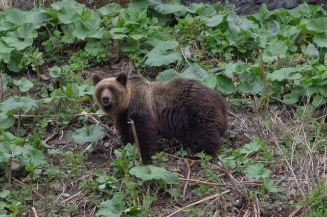 熊に勝てる可能性のある陸上生物