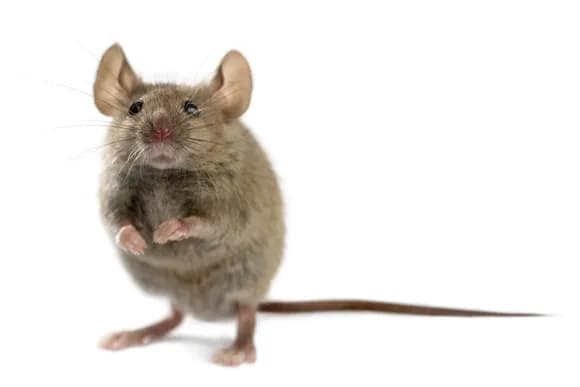 【画像】最新のネズミ駆除剤、怖すぎる・・・・・