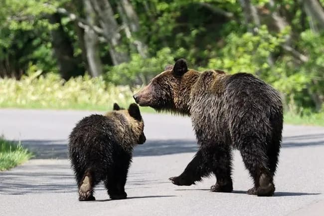 現役ヒグマハンターが実態明かす「日当8000円。命懸け。交通費ガソリン代自腹。誰もやらないよね（笑）